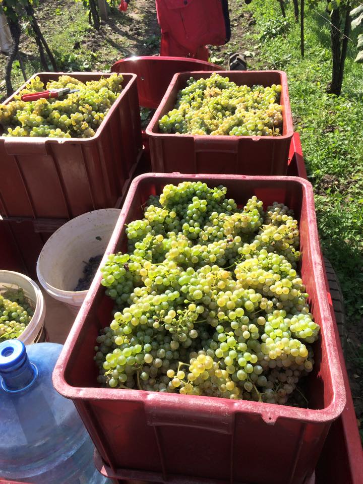 Agroturistika | Sklípek u Kratochvílů